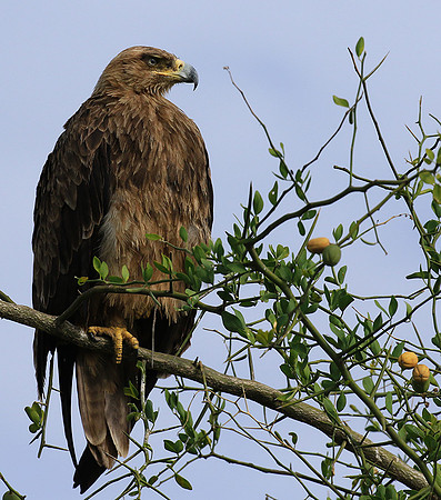 Tawny eagle - Chem Chem