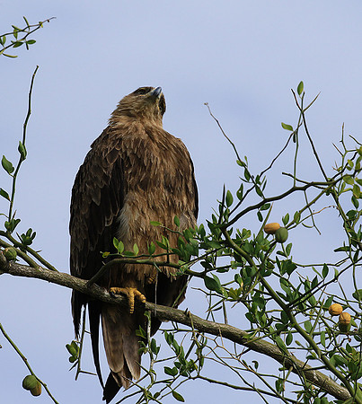 Tawny eagle - Chem Chem