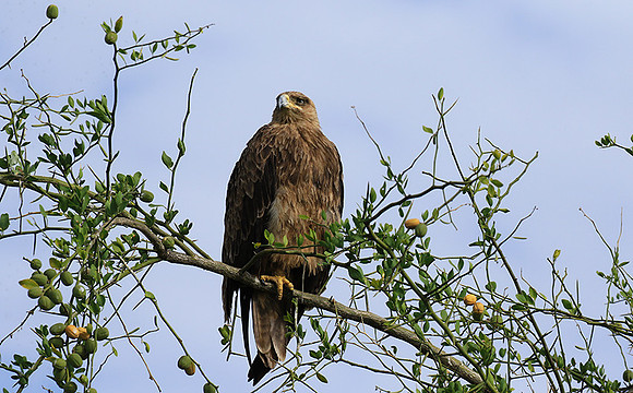 Tawny eagle - Chem Chem