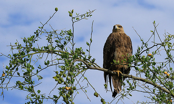 Tawny eagle - Chem Chem