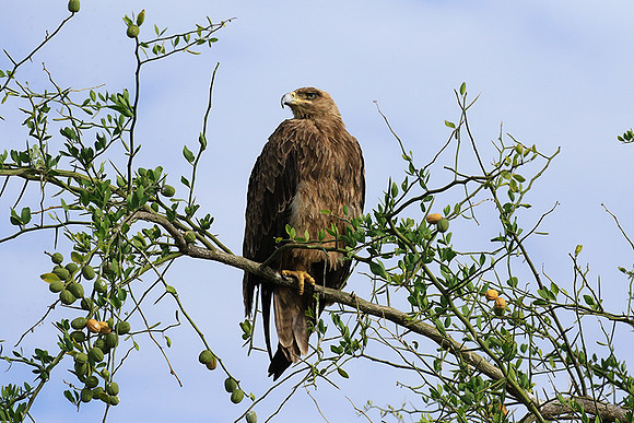 Tawny eagle - Chem Chem