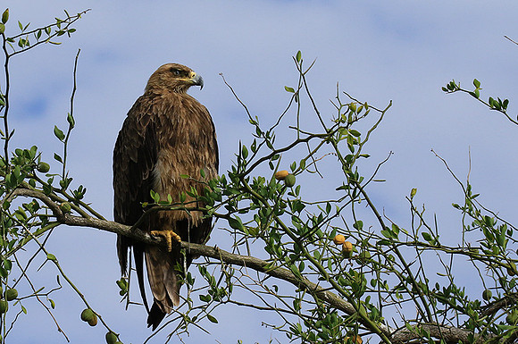 Tawny eagle - Chem Chem