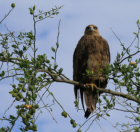 Tawny eagle - Chem Chem