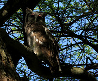 Verreaux's eagle owl