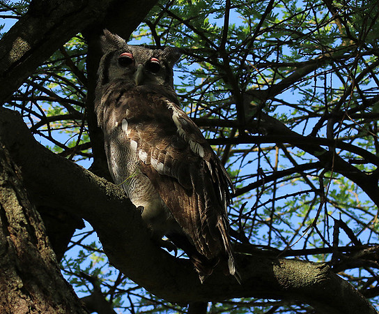 Verreaux's eagle owl
