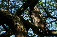 Verreaux's eagle owl