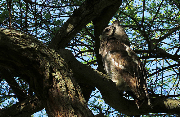 Verreaux's eagle owl
