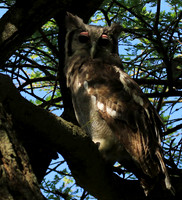 Verreaux's eagle owl