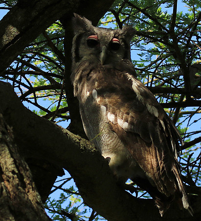Verreaux's eagle owl