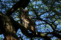 Verreaux's eagle owl