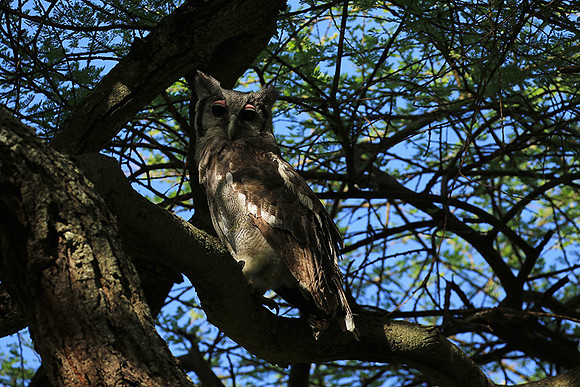 Verreaux's eagle owl