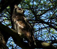Verreaux's eagle owl