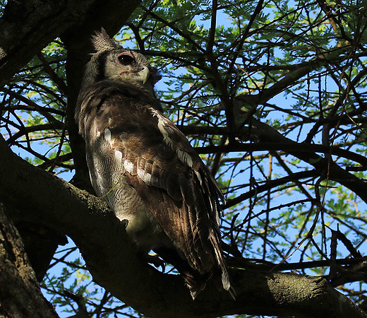 Verreaux's eagle owl