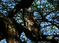 Verreaux's eagle owl
