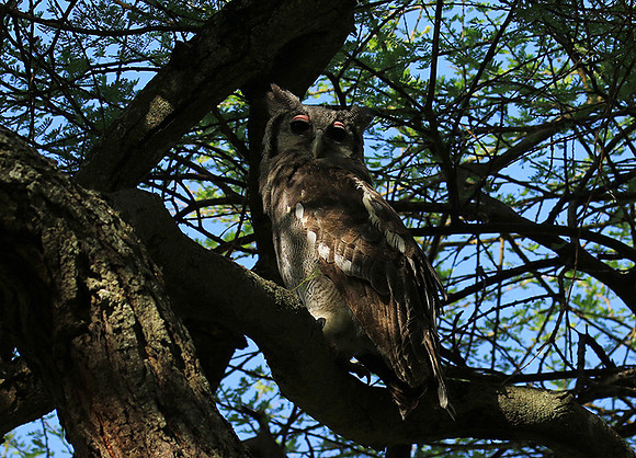 Verreaux's eagle owl