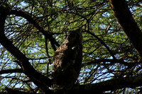 Verreaux's eagle owl