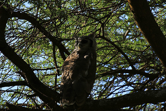 Verreaux's eagle owl