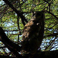 Verreaux's eagle owl