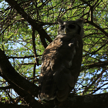 Verreaux's eagle owl