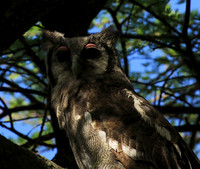 Verreaux's eagle owl