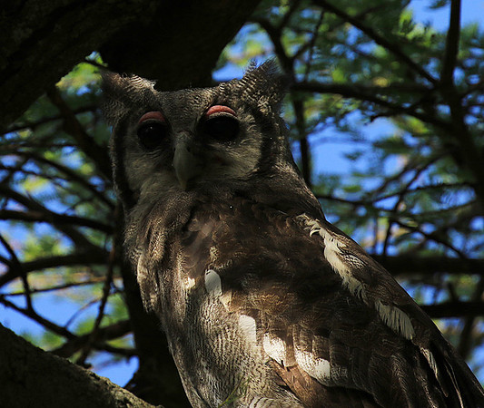Verreaux's eagle owl