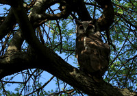 Verreaux's eagle owl