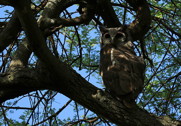 Verreaux's eagle owl