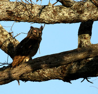 Verreaux's eagle owl
