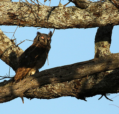 Verreaux's eagle owl