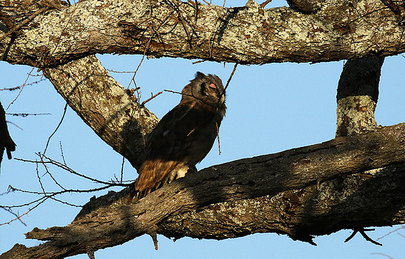 Verreaux's eagle owl