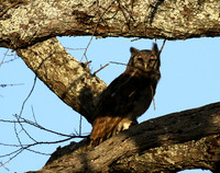 Verreaux's eagle owl