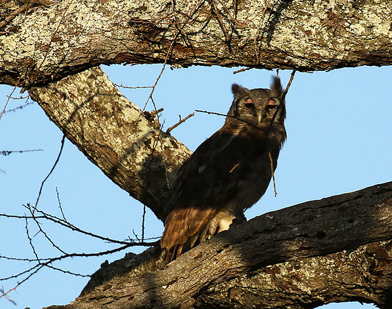 Verreaux's eagle owl