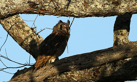 Verreaux's eagle owl