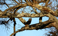 Verreaux's eagle owl