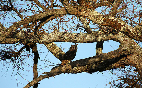 Verreaux's eagle owl