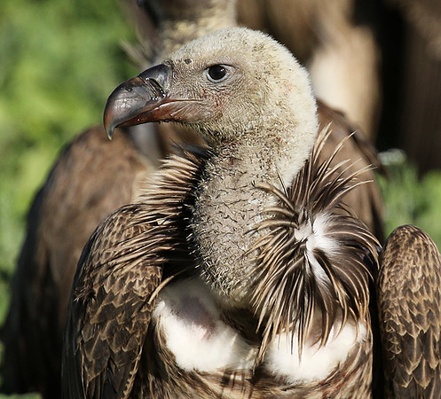 White-backed vulture