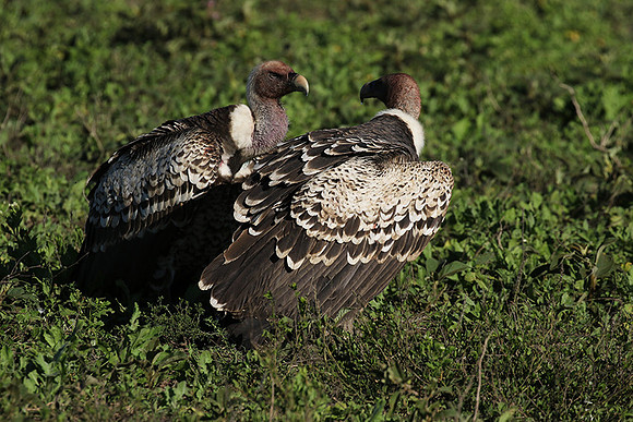 White-backed vulture
