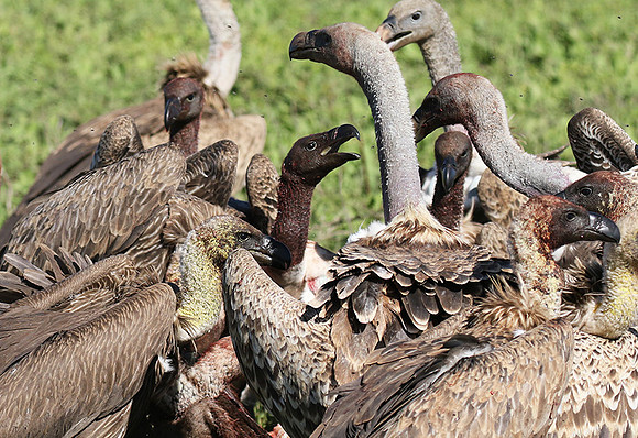 White-backed vulture