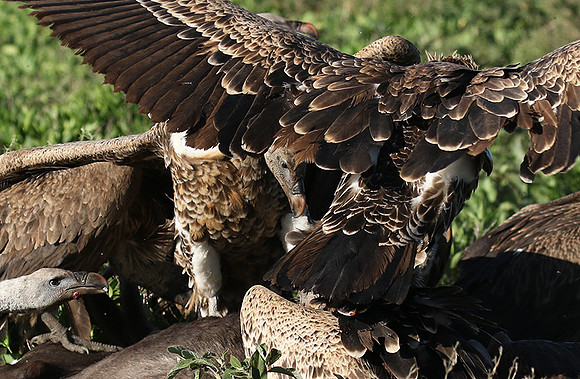 White-backed vulture