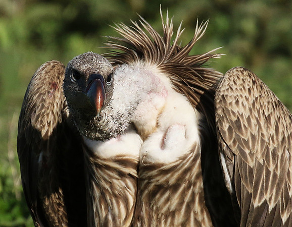 White-backed vulture
