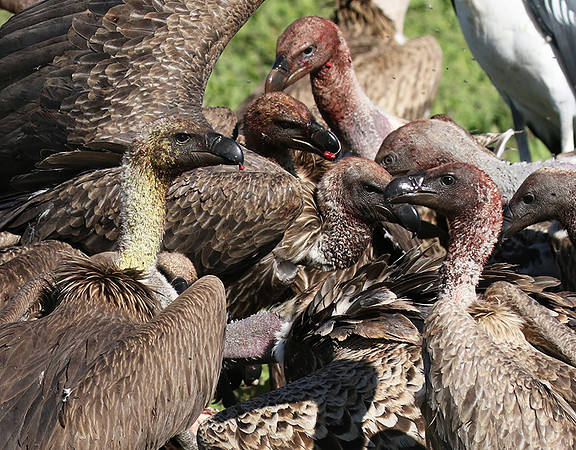 White-backed vulture