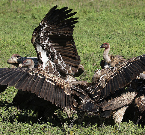 White-backed vulture