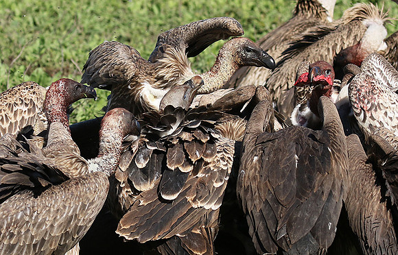 White-backed vulture