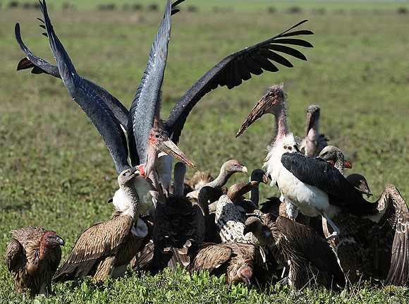 White-backed vulture