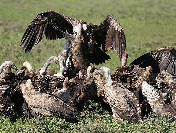 White-backed vulture