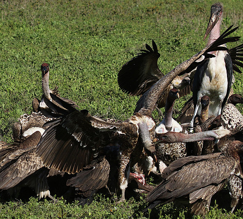 White-backed vulture