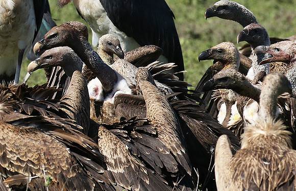 White-backed vulture