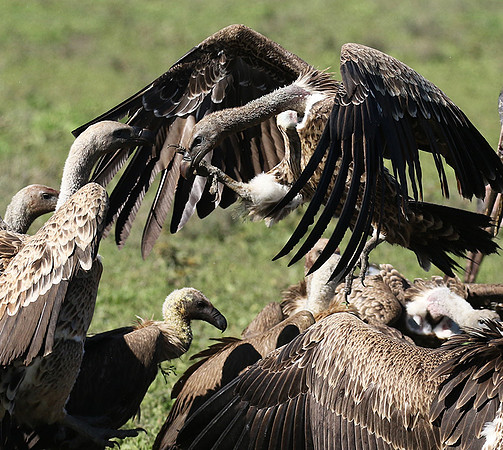 White-backed vulture