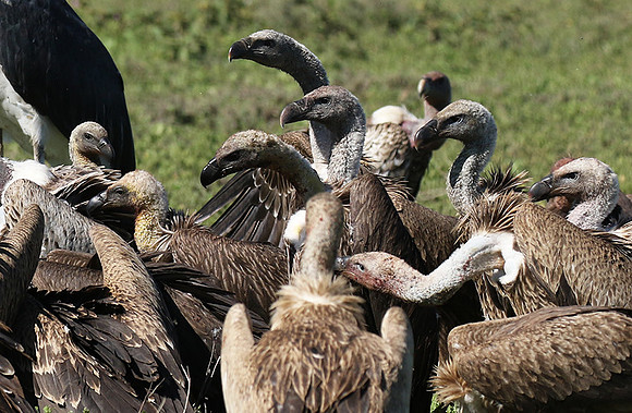 White-backed vulture