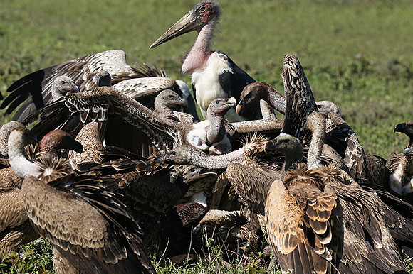 White-backed vulture